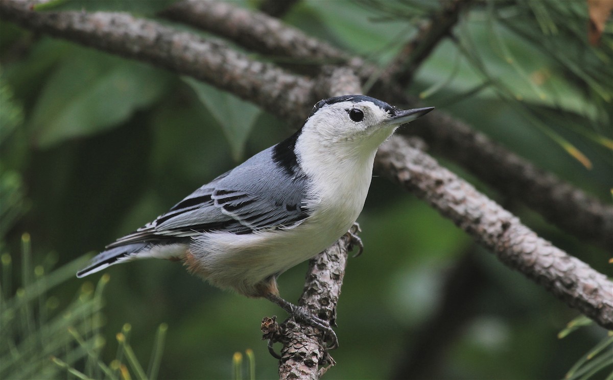 White-breasted Nuthatch - ML38864861