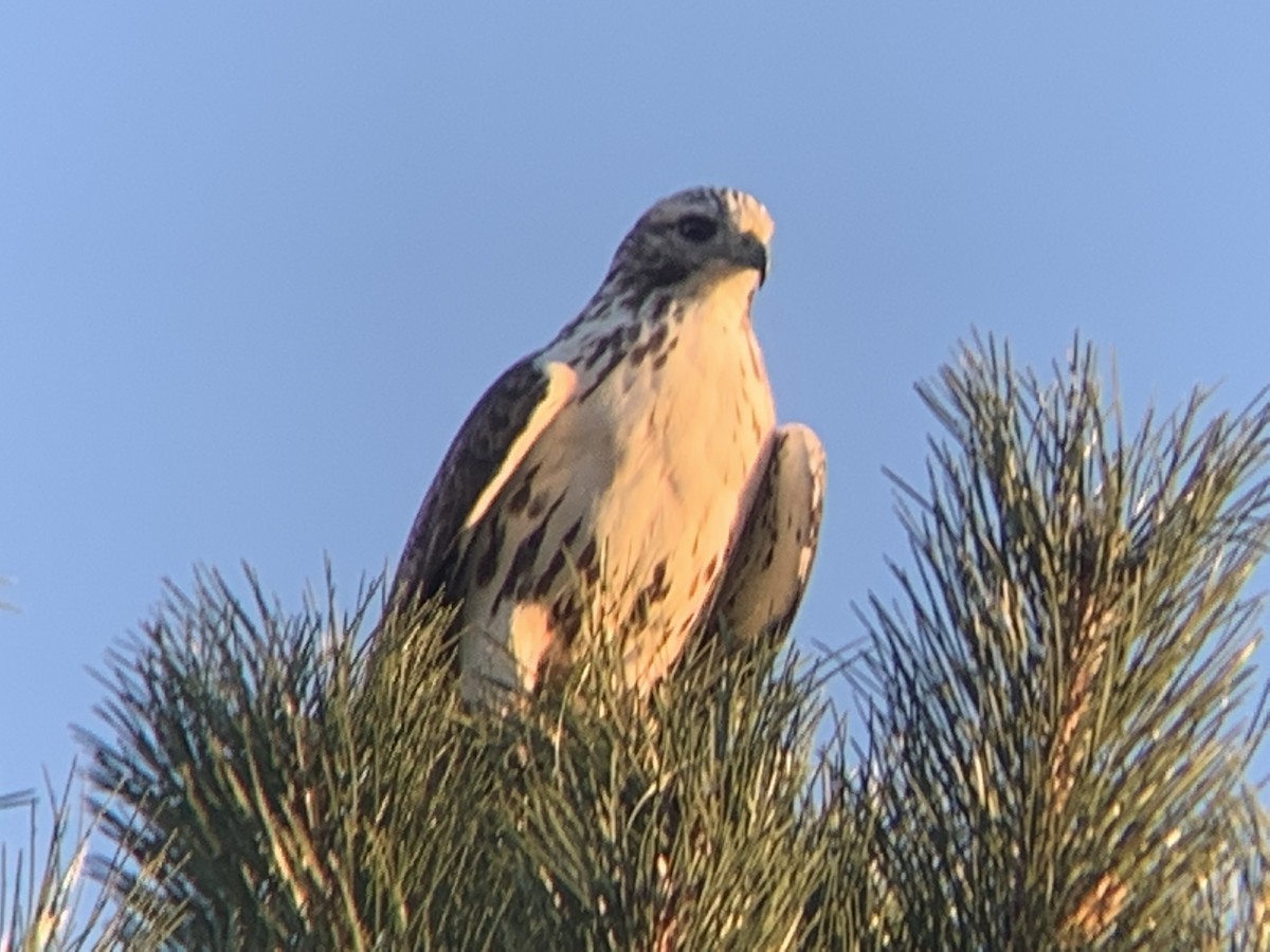 Red-tailed Hawk (Harlan's) - ML388653901