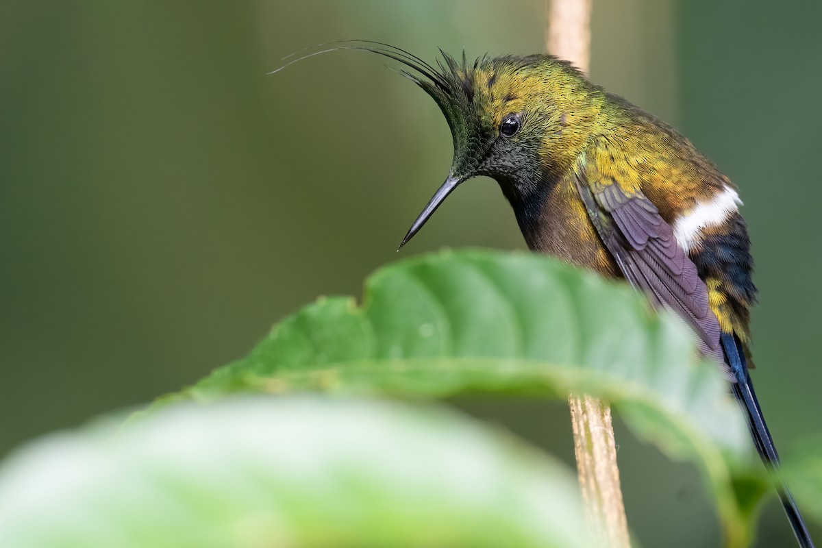Wire-crested Thorntail - ML388654191