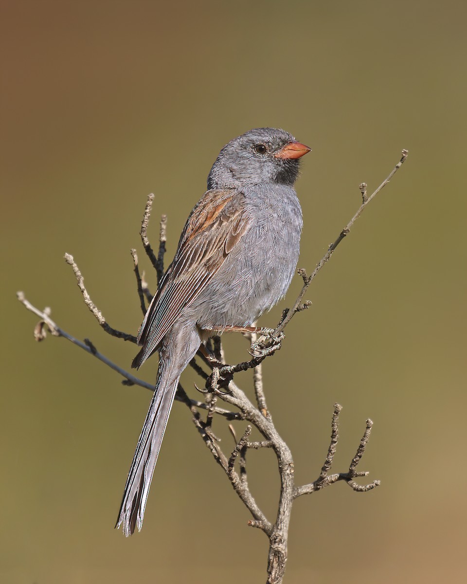 Black-chinned Sparrow - ML388654931