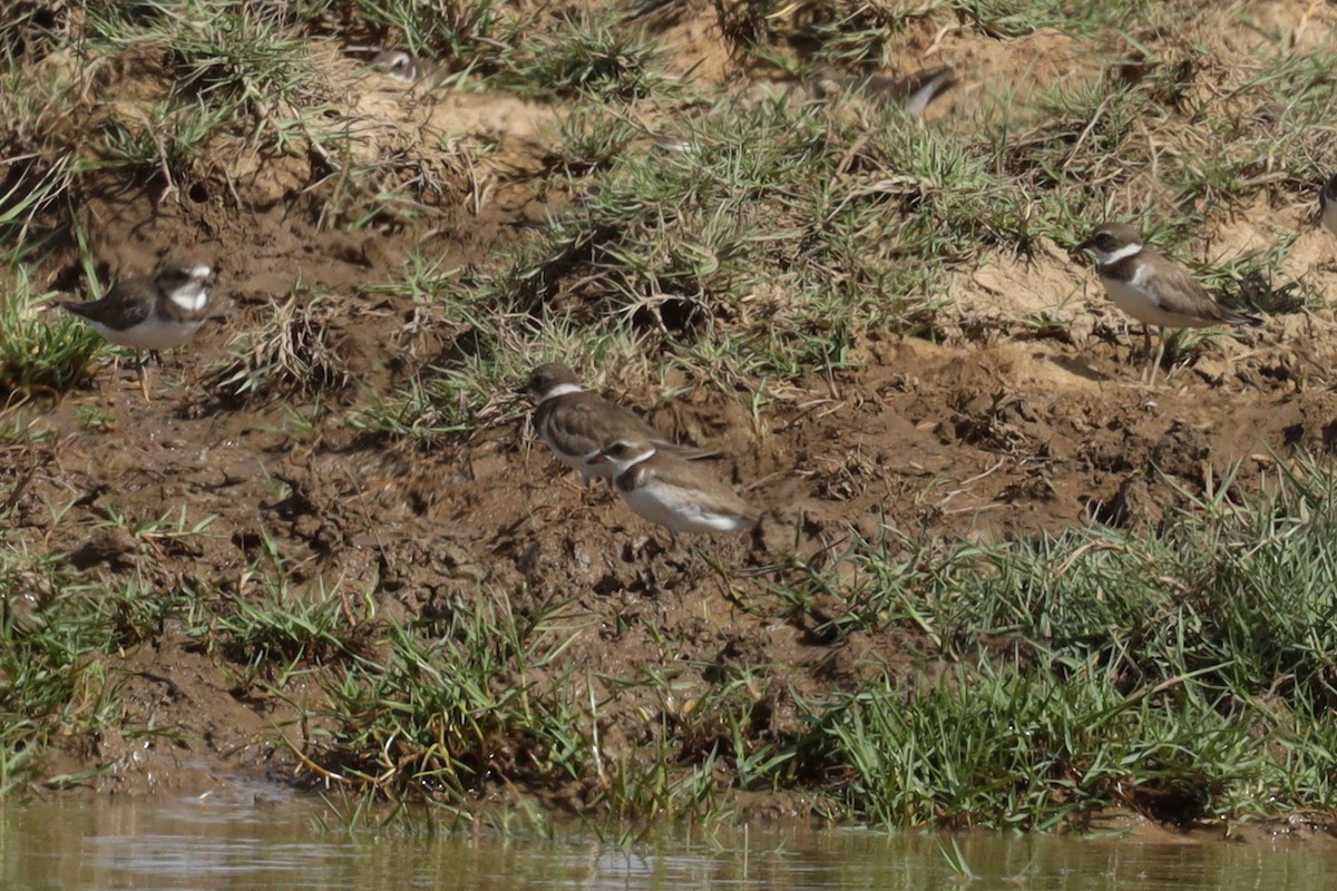 Semipalmated Plover - ML388658491