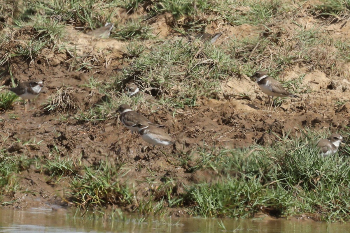Semipalmated Plover - ML388658501