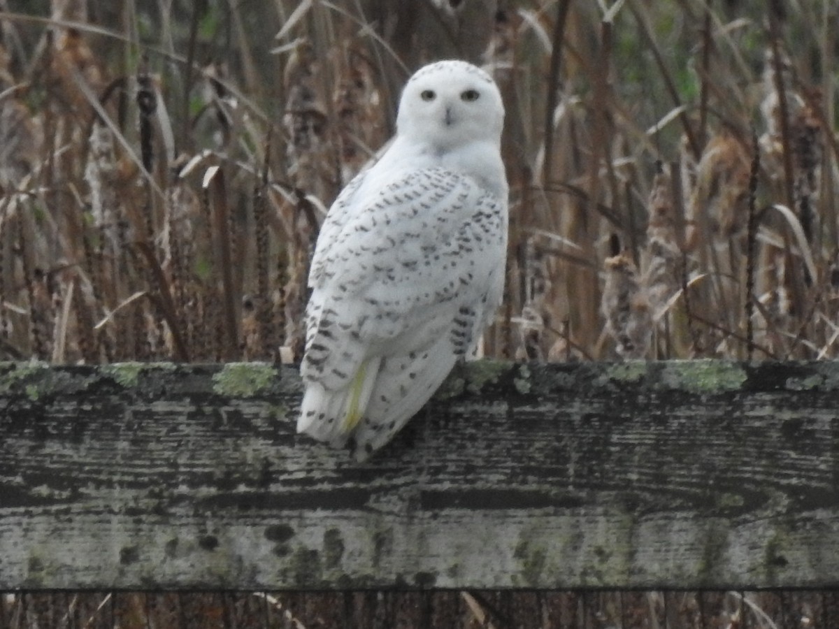 Snowy Owl - ML388659151