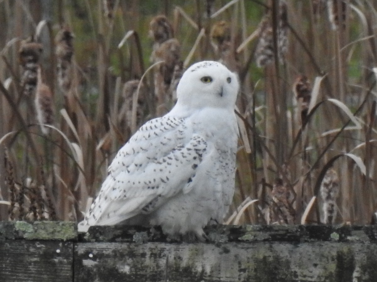 Snowy Owl - ML388659511