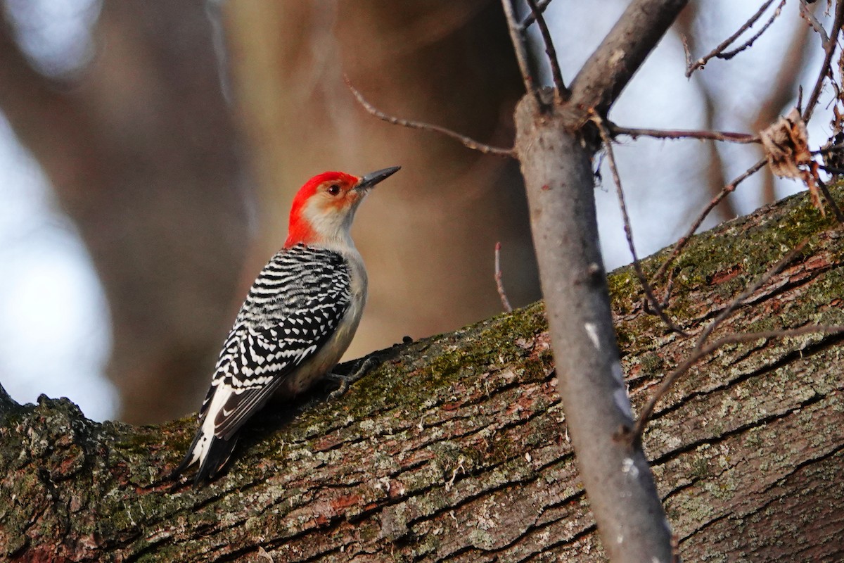 Red-bellied Woodpecker - Céline Boilard