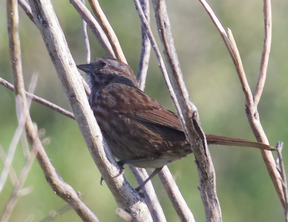 Song Sparrow (rufina Group) - ML38866171