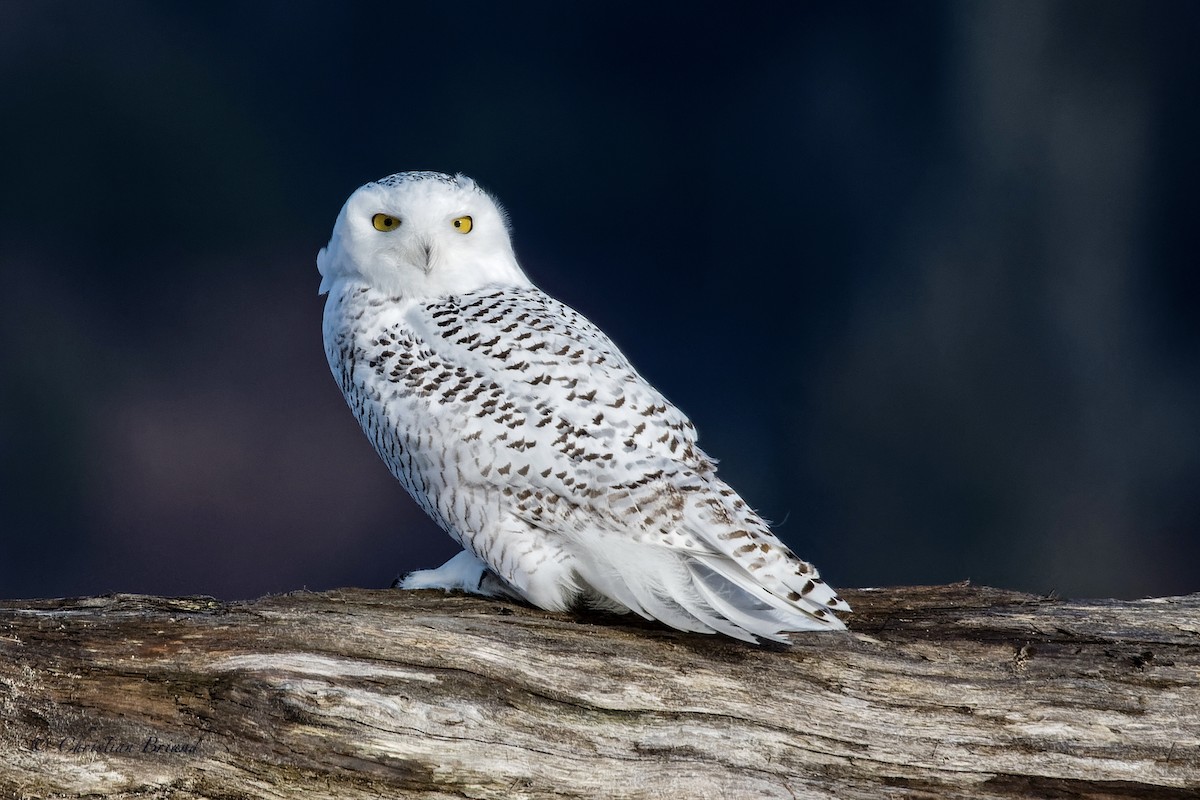 Snowy Owl - ML388668161