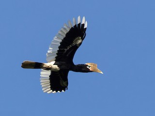 モモグロサイチョウ - eBird