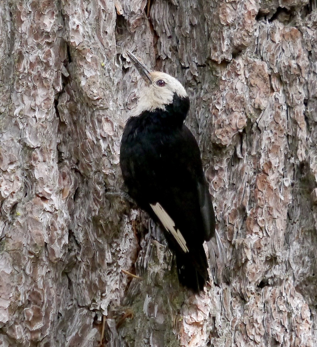 White-headed Woodpecker - ML388671241