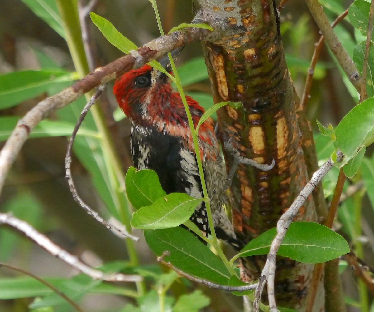 Red-breasted Sapsucker - ML388671261