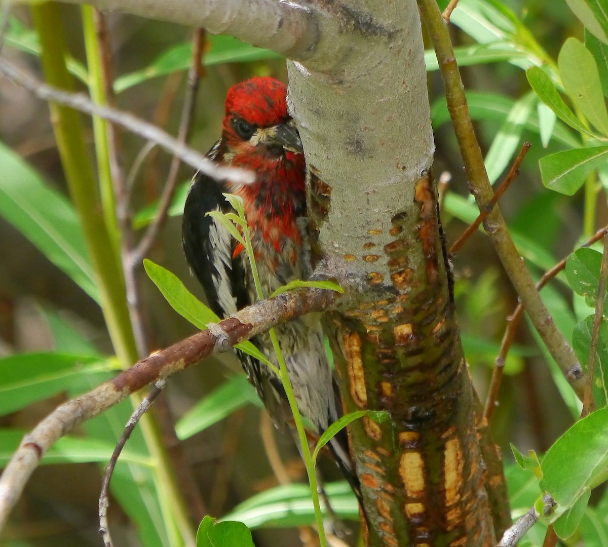 Red-breasted Sapsucker - ML388671271