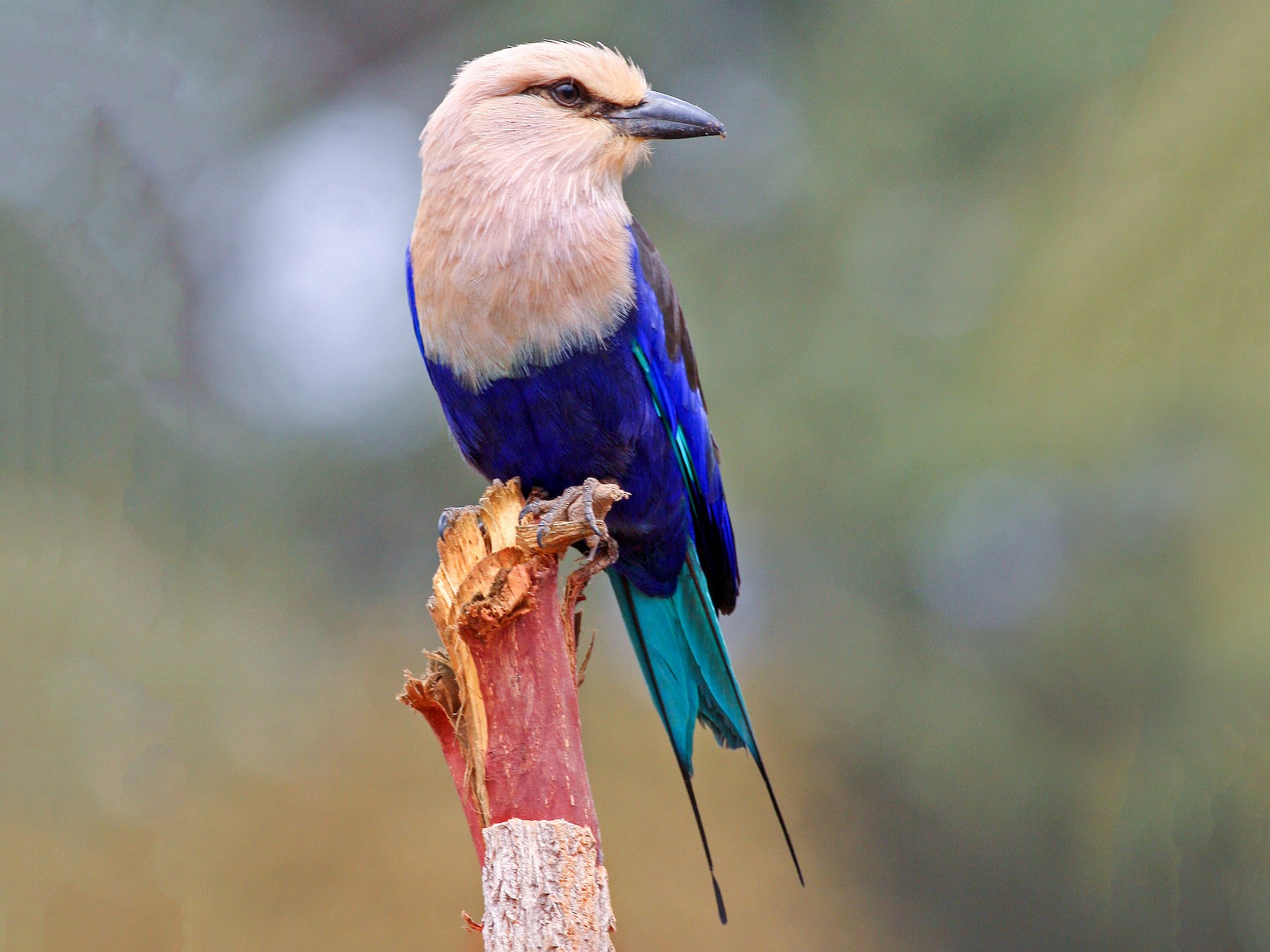 Blue-bellied Roller - Frans Vandewalle