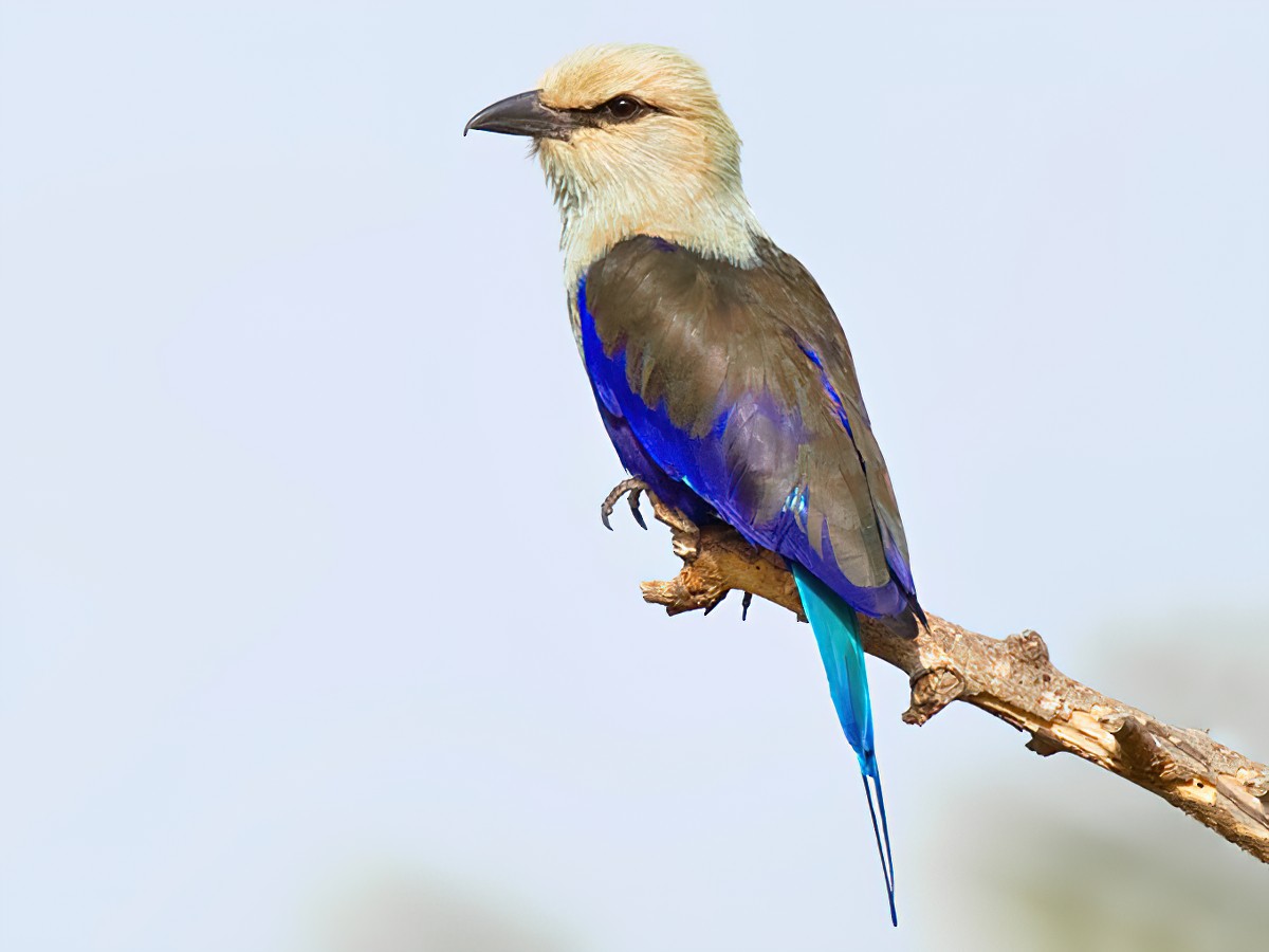 Blue-bellied Roller - Paul Cools