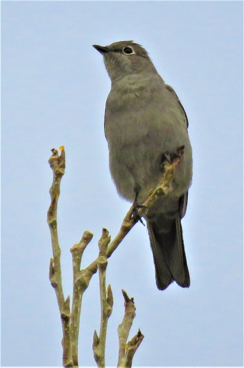 Townsend's Solitaire - ML388672411