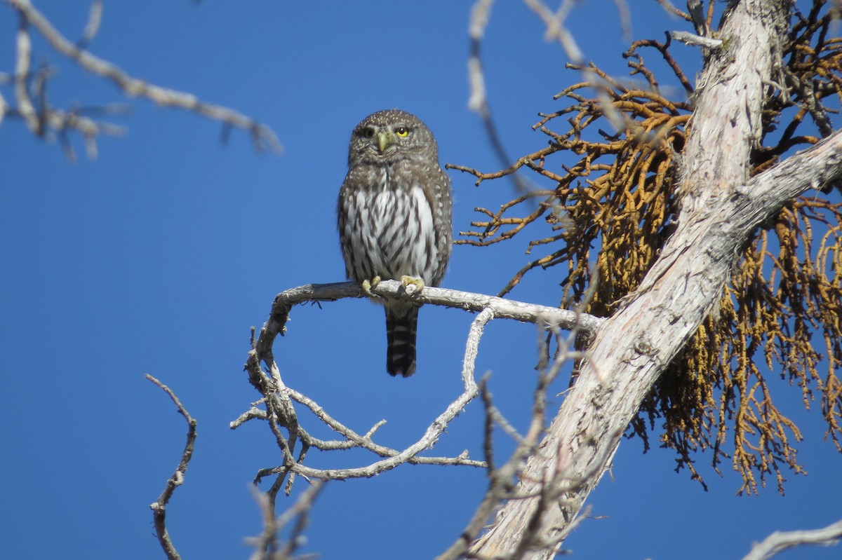 Northern Pygmy-Owl (Rocky Mts.) - Bryant Olsen