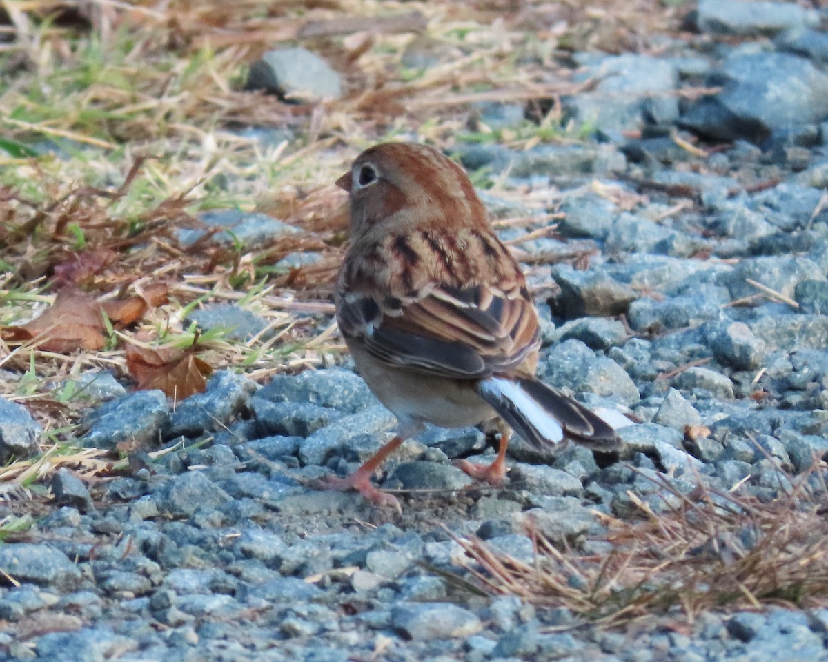 Field Sparrow - ML388674431