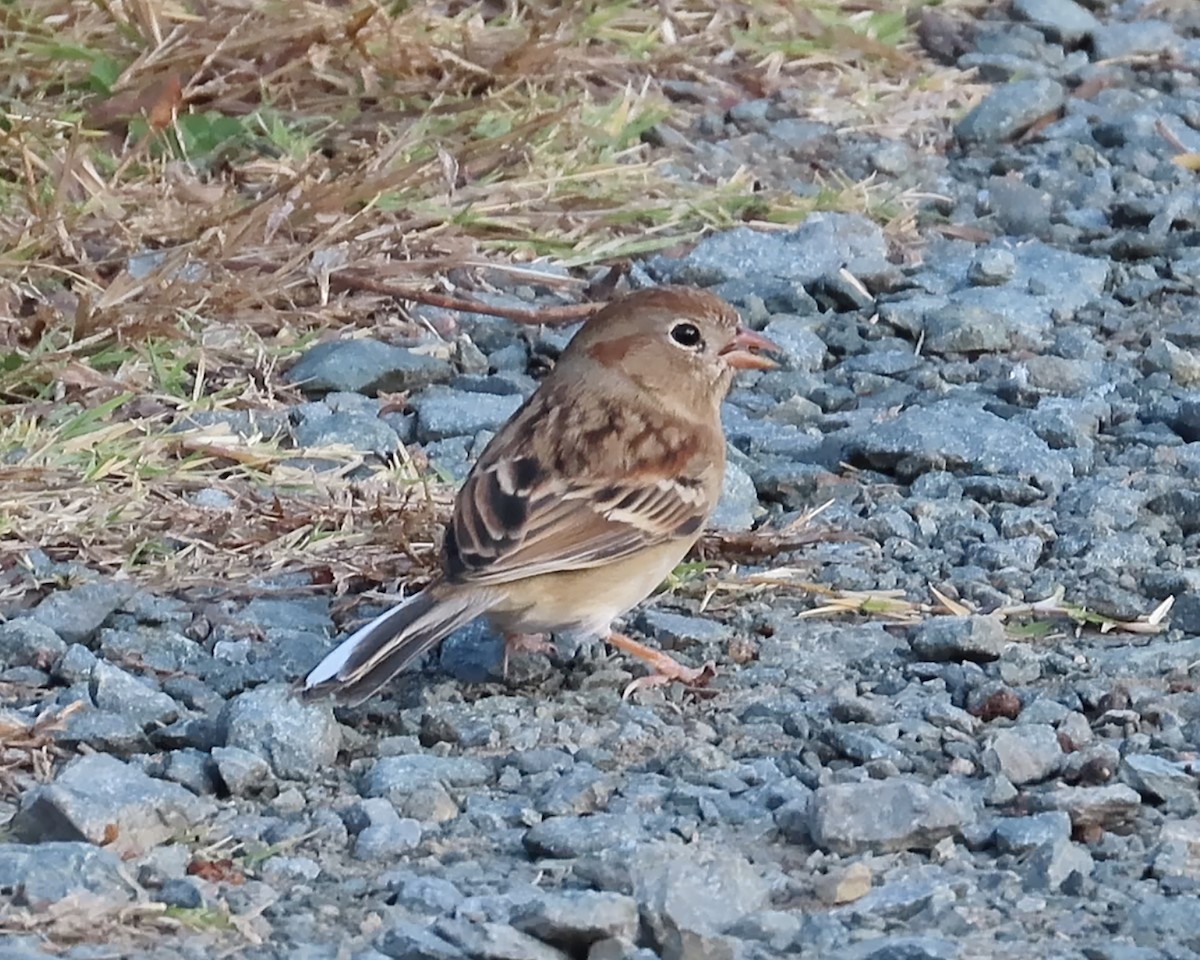 Field Sparrow - ML388674441