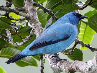  - Blue Cuckooshrike