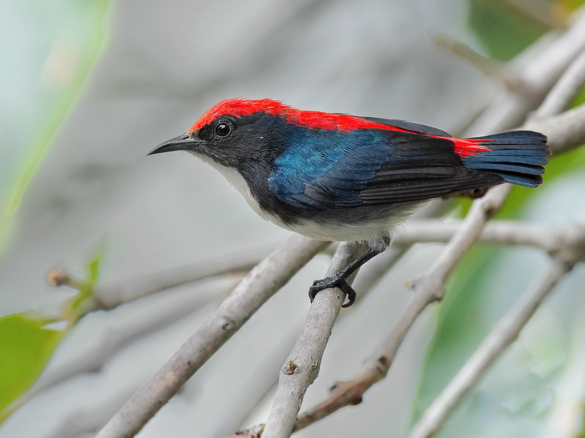 Scarlet-backed Flowerpecker - Dicaeum cruentatum - Birds of the World