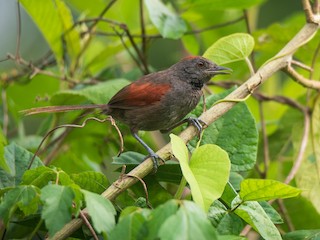  - Slaty Spinetail