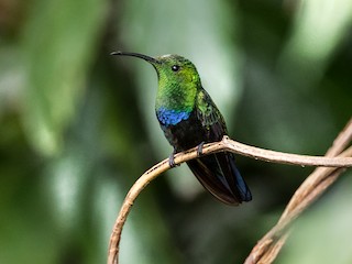  - Green-throated Carib