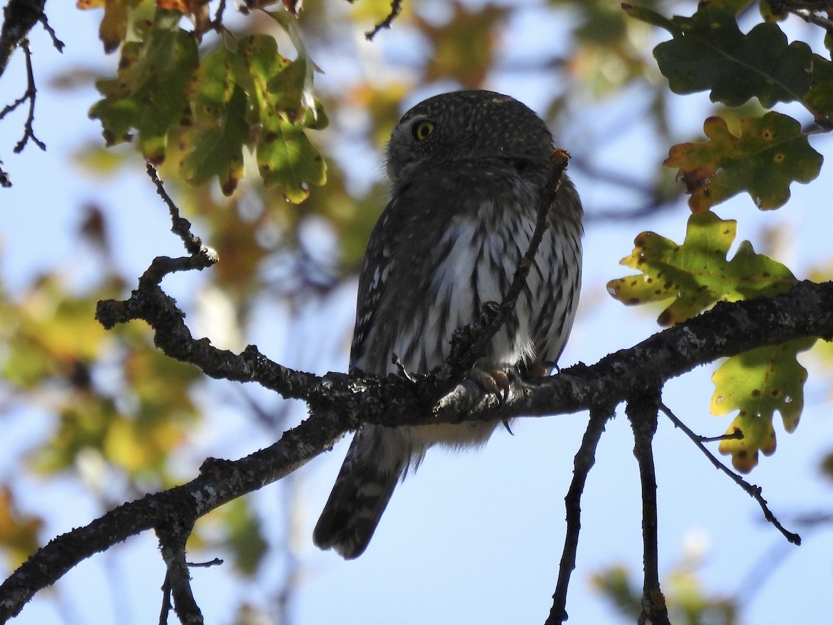 Northern Pygmy-Owl - Frances Oliver