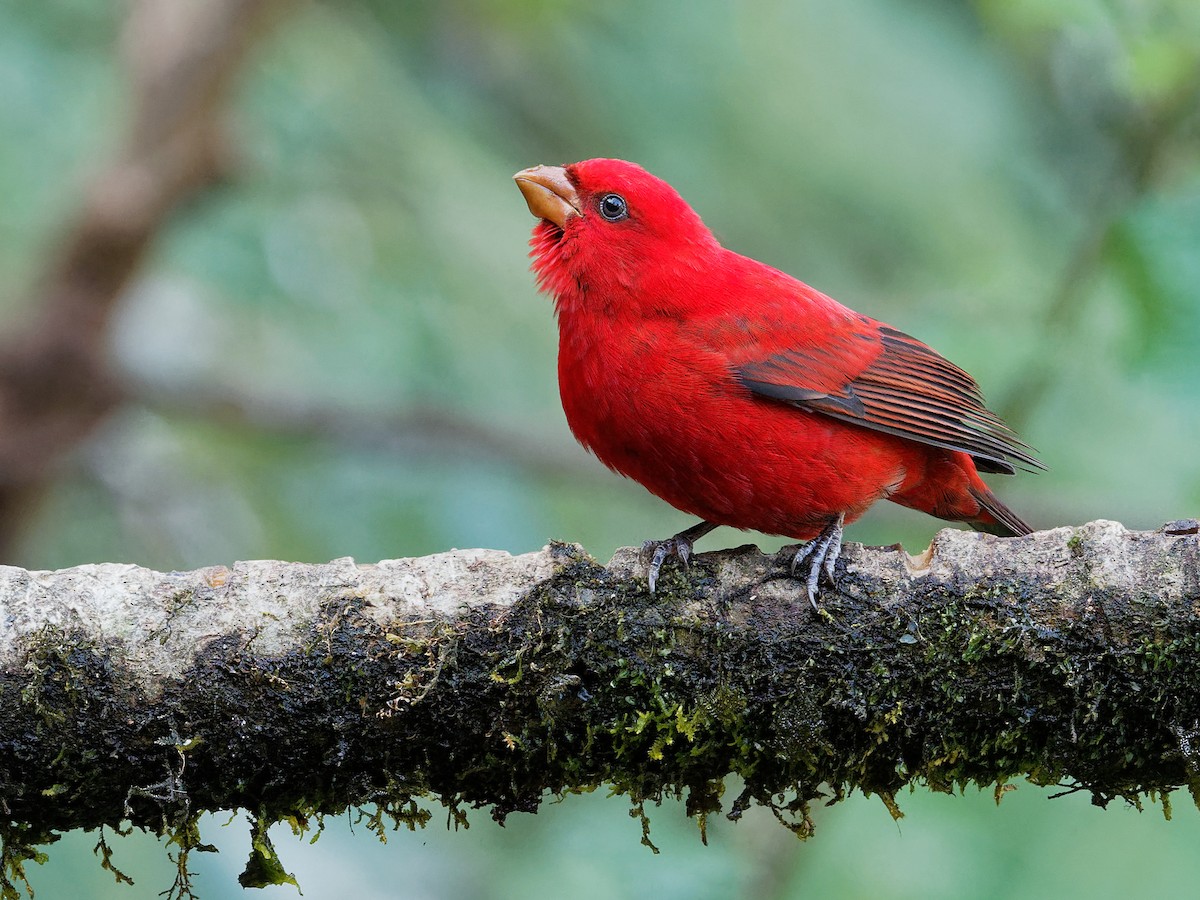 Scarlet Finch - Carpodacus sipahi - Birds of the World