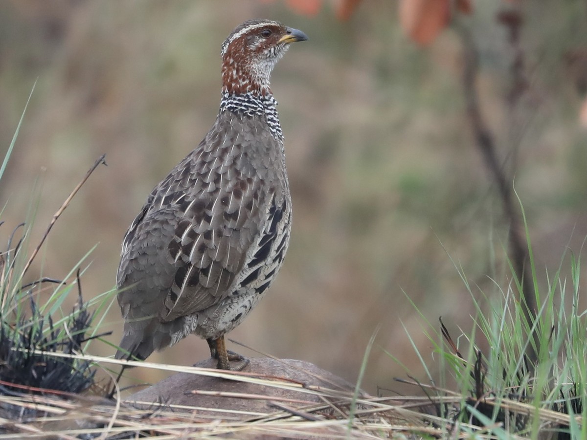 Ring-necked Francolin - Scleroptila streptophora - Birds of the World