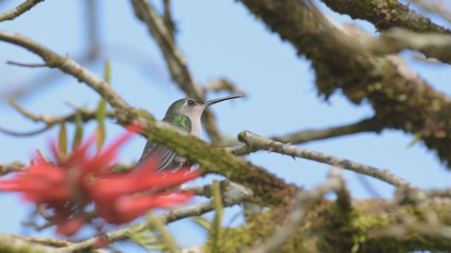 kolibřík klínoocasý (ssp. excellens) - ML388684281