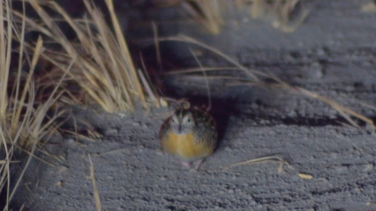 Red-chested Buttonquail - ML388684871