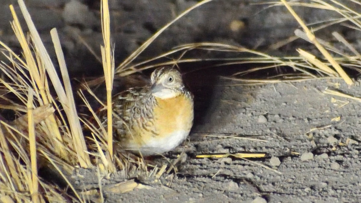 Red-chested Buttonquail - ML388685911