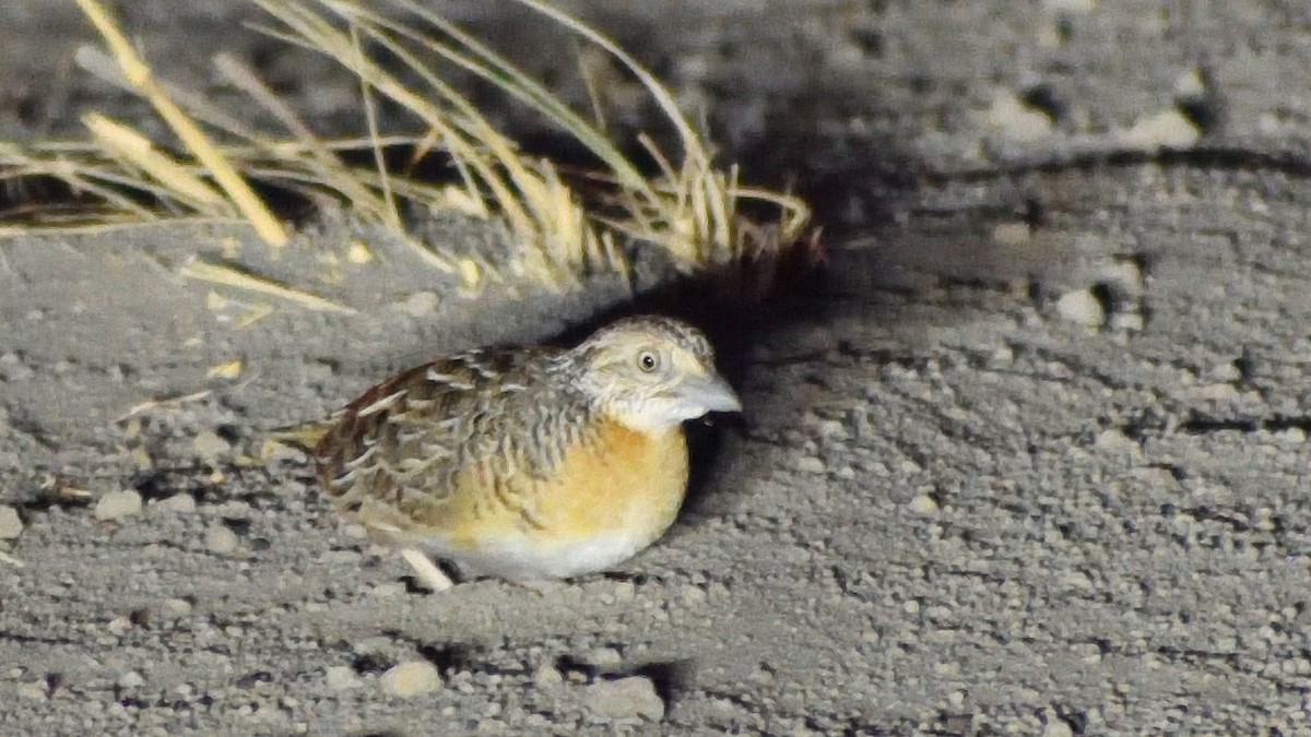 Red-chested Buttonquail - Elaine Rose