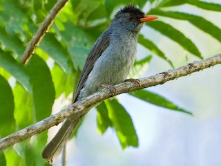  - Grande Comore Bulbul