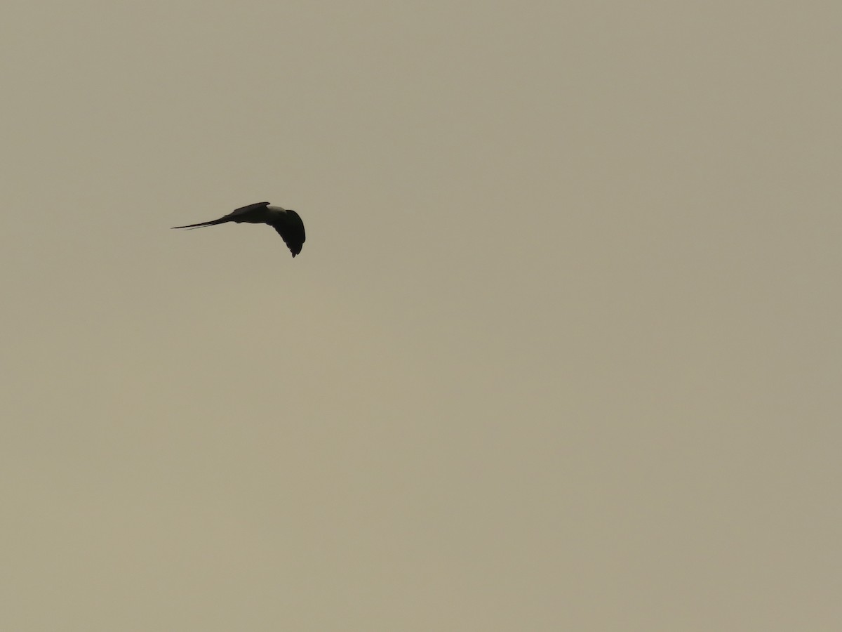 Swallow-tailed Kite - ML388687291