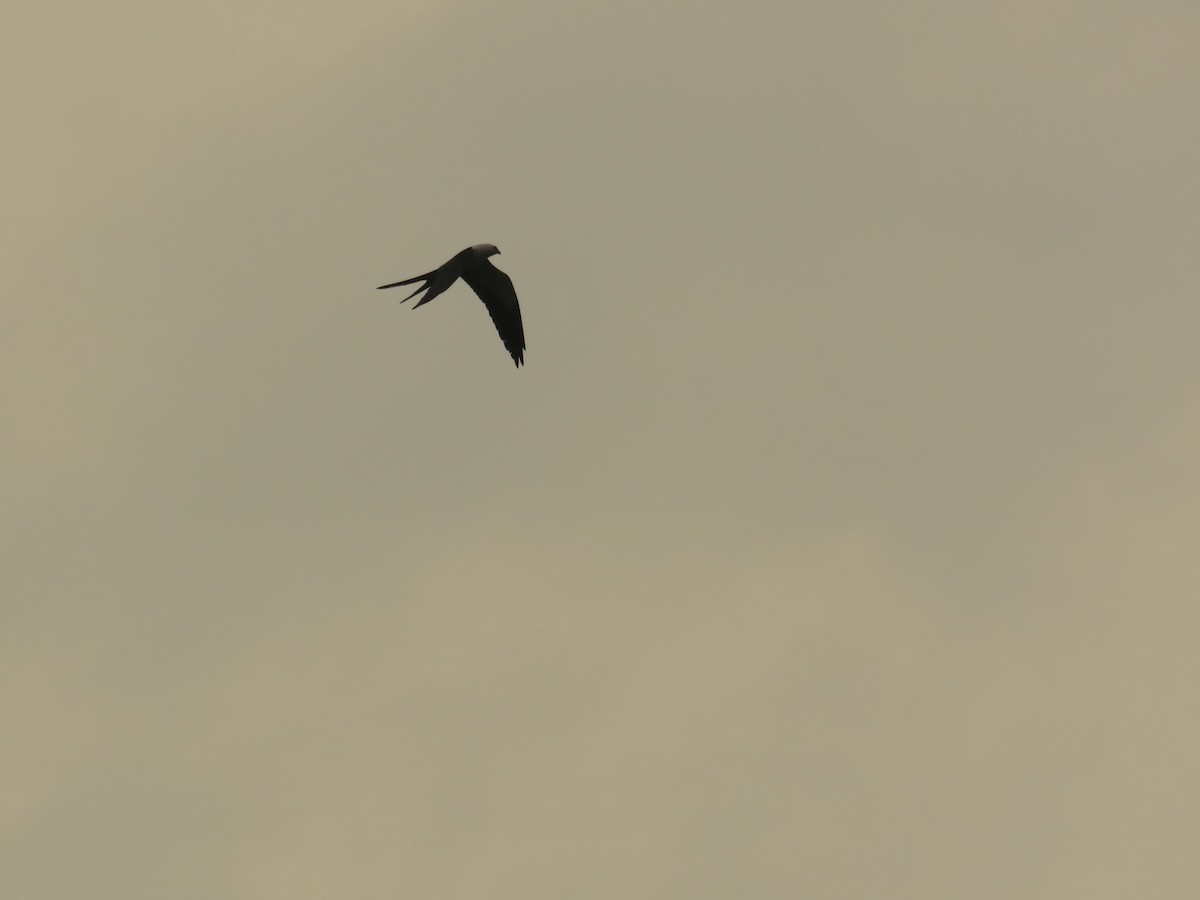 Swallow-tailed Kite - ML388687341