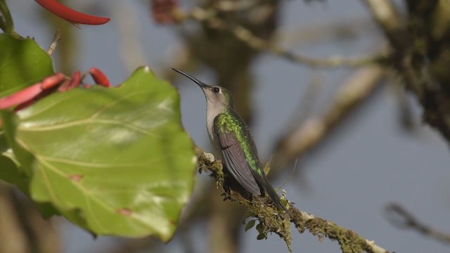 Wedge-tailed Sabrewing (Long-tailed) - ML388687431