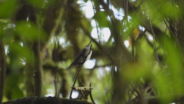 kolibřík klínoocasý (ssp. excellens) - ML388689291