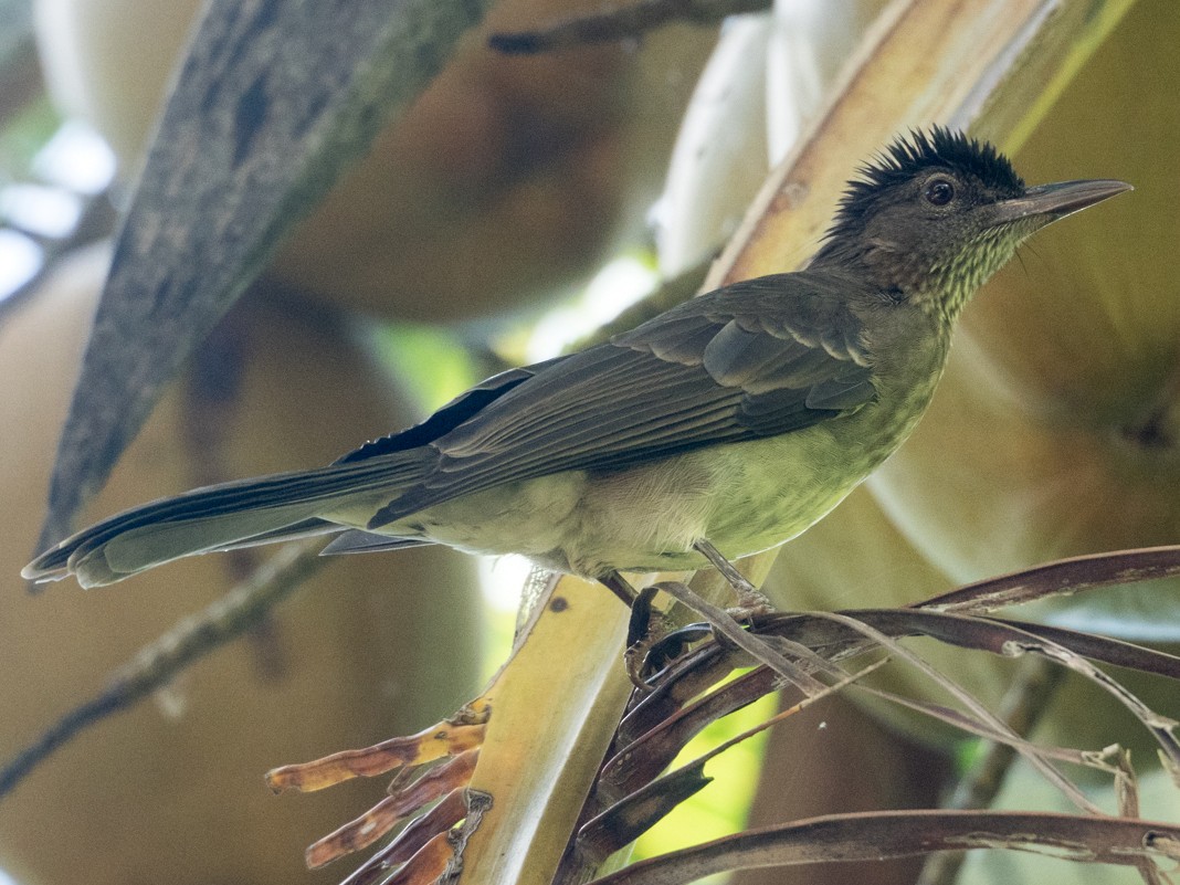 Streak-breasted Bulbul - eBird