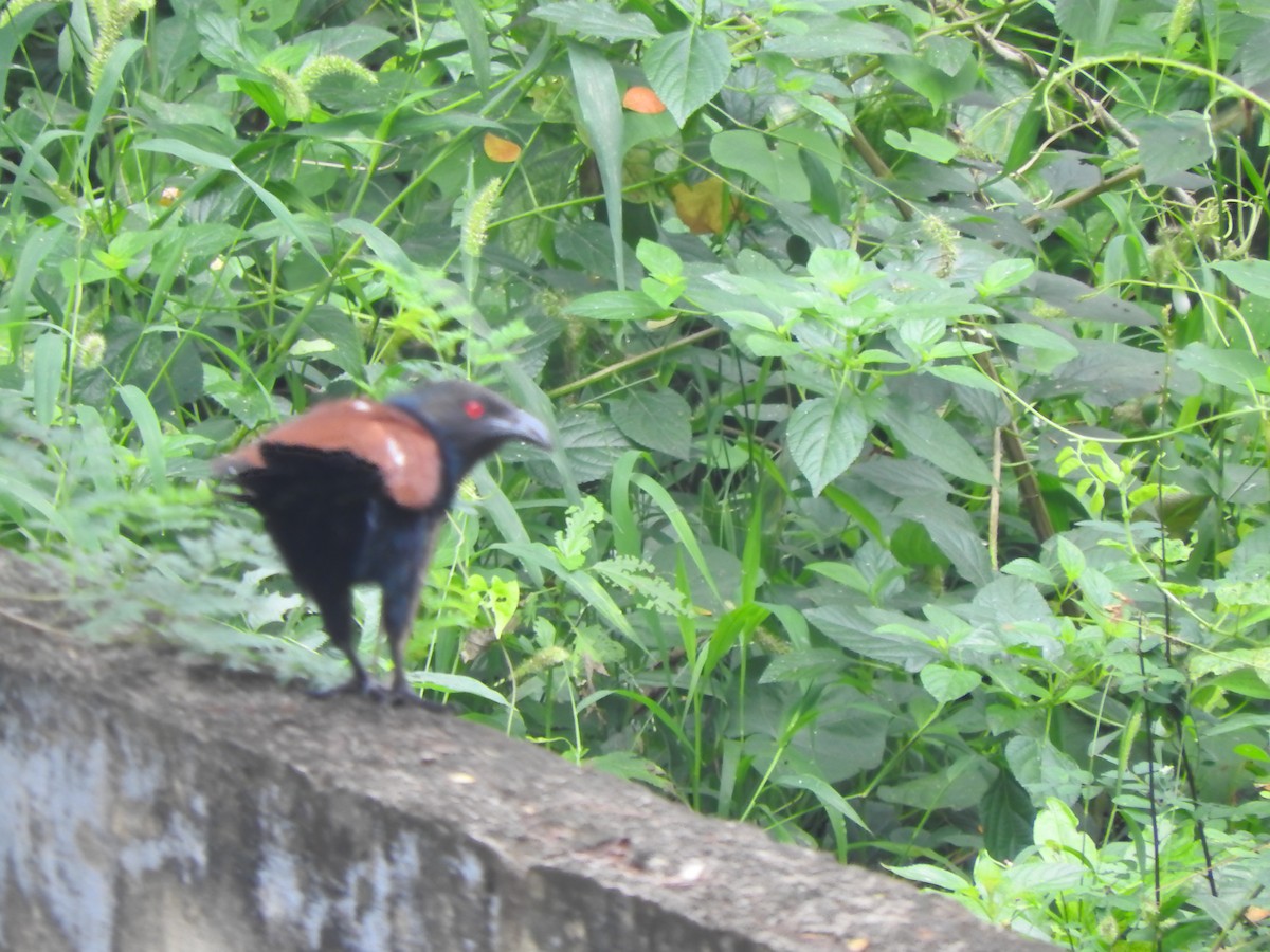 Greater Coucal - ML388692141