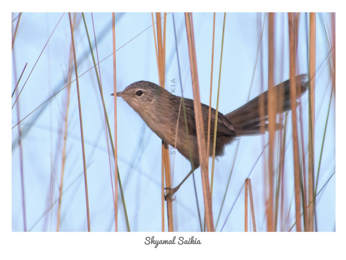 Swamp Grass Babbler - Shyamal Saikia