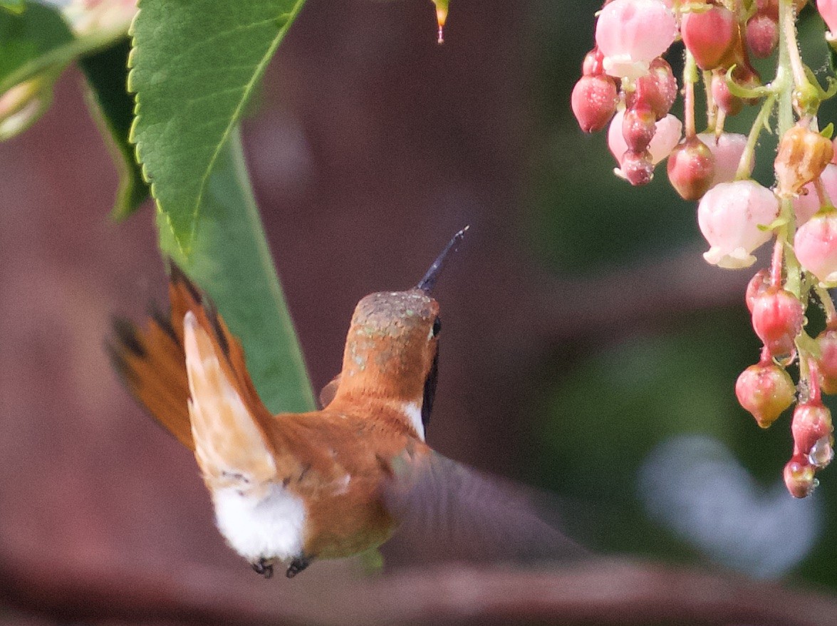 Rufous Hummingbird - ML38869411