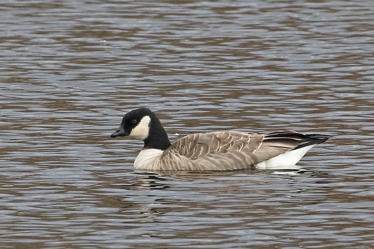 Cackling Goose (Richardson's) - ML388694951