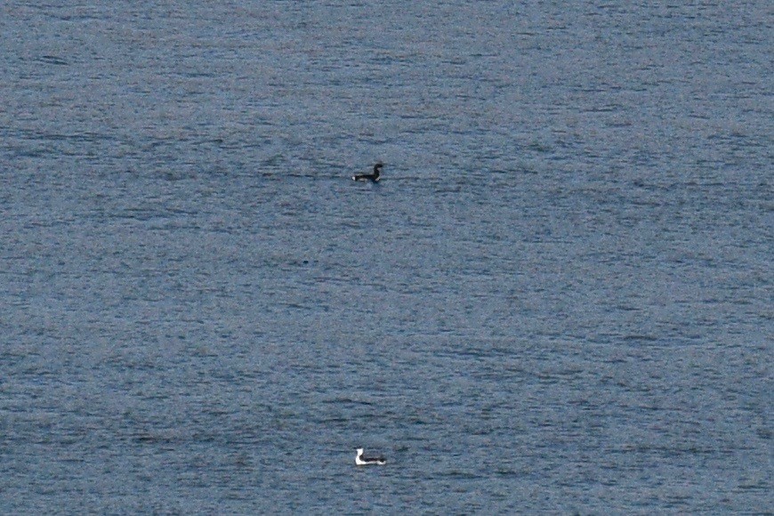 Thick-billed Murre - ML388695531