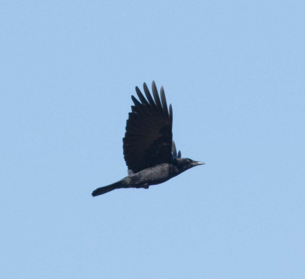 American Crow - stevan brad