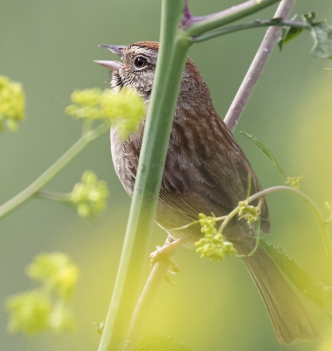 Rufous-crowned Sparrow - ML38869651