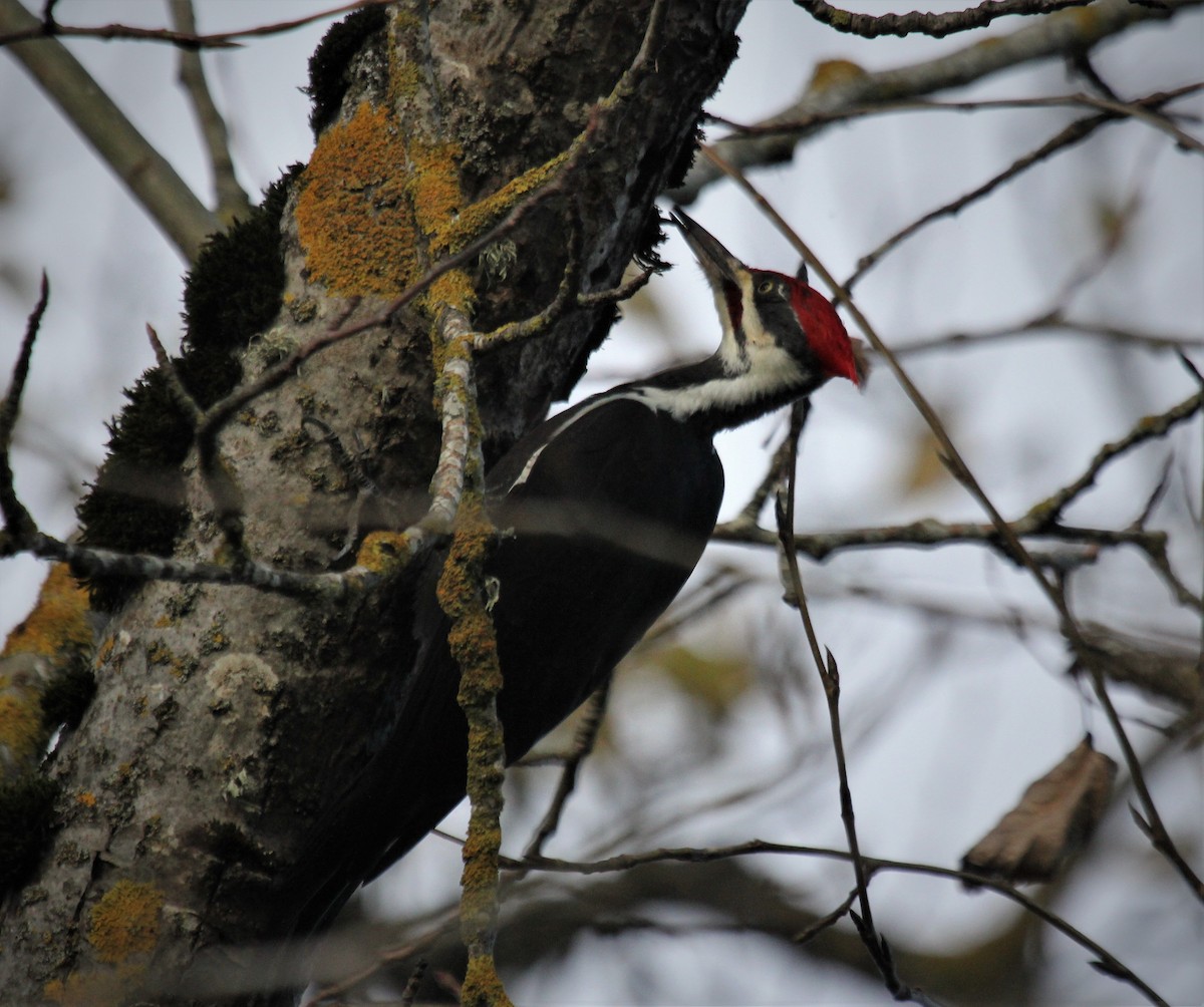Pileated Woodpecker - ML388697021