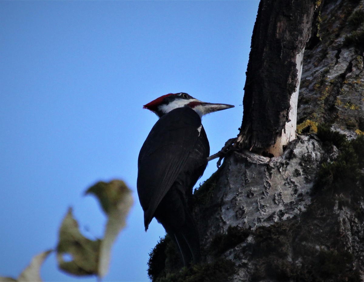 Pileated Woodpecker - ML388697031