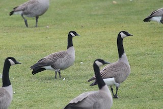 Cackling Goose (Taverner's), ML388697241