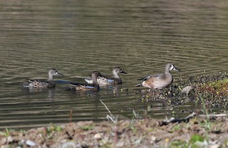 Blue-winged Teal, ML388697481