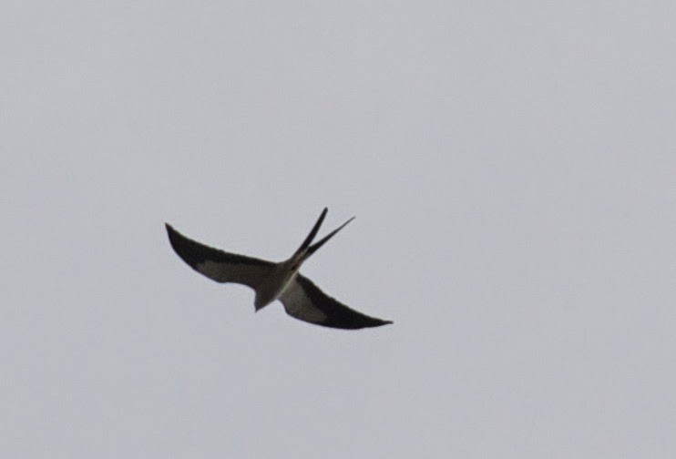 Swallow-tailed Kite - ML38869801